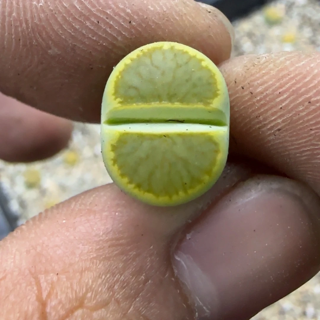 113 生石花大棚直播