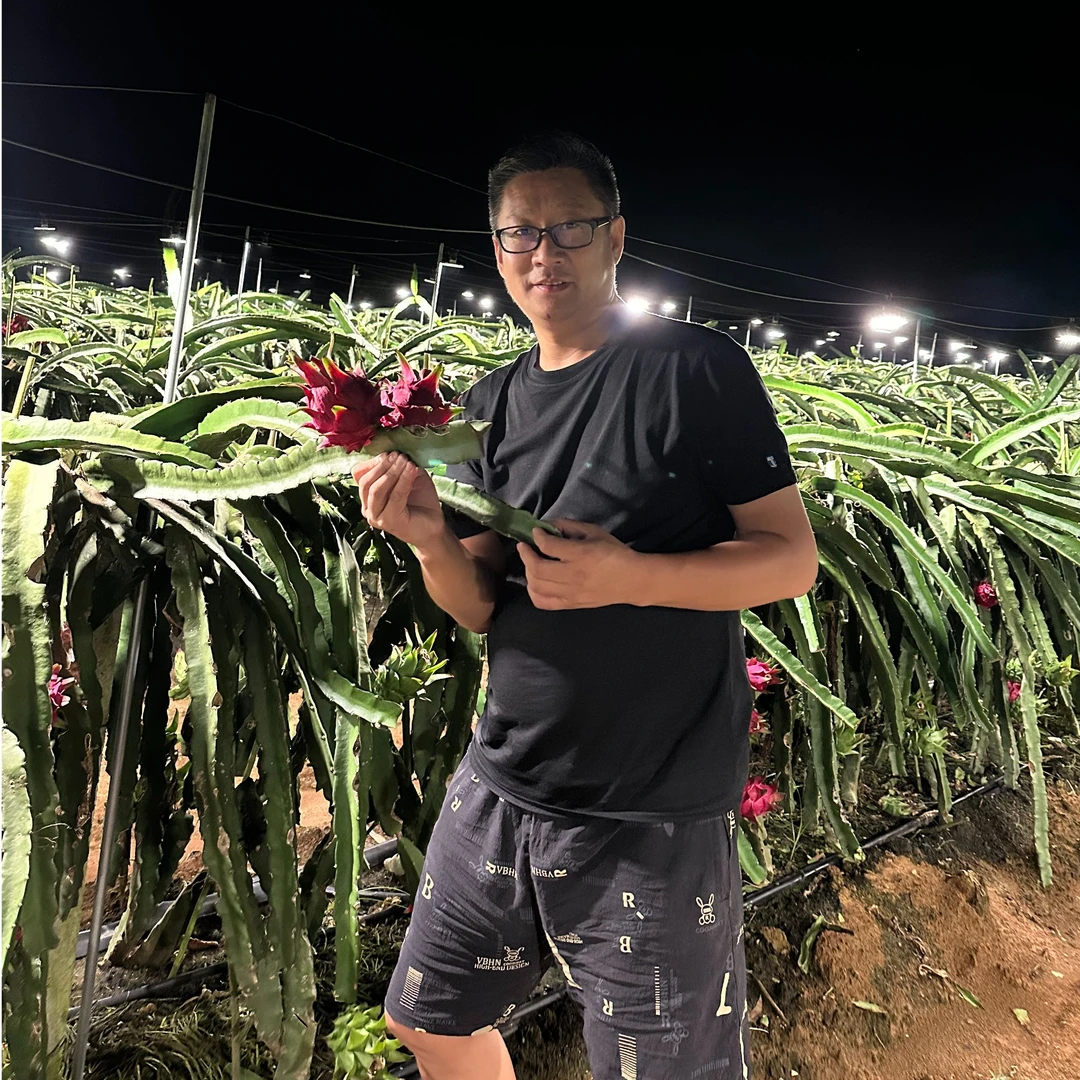 广西火龙果新鲜采摘 满满花青素 三通一达包邮