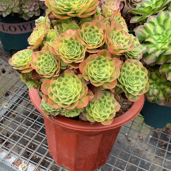 120雨荷多肉植物特价