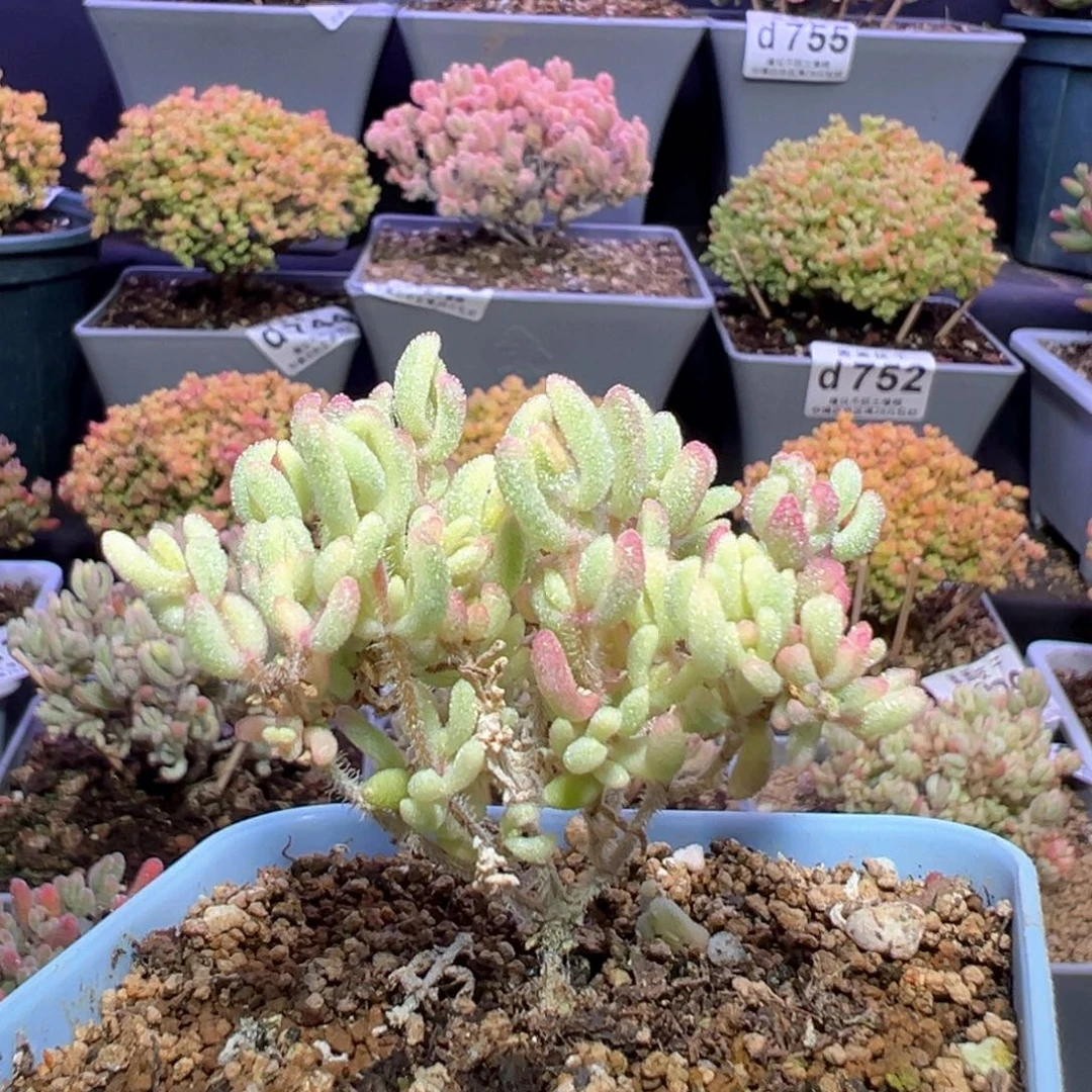 养***手d763红宝石锦福福价