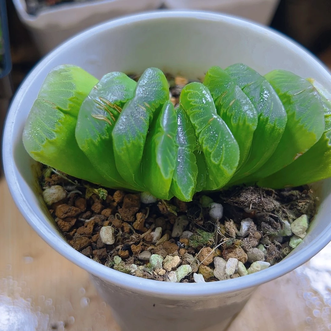 翡翠玉扇多肉多肉多肉一颗