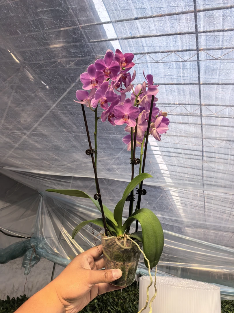 凶地精灵，双花剑，蝴蝶兰盆栽3.0寸杯开花株