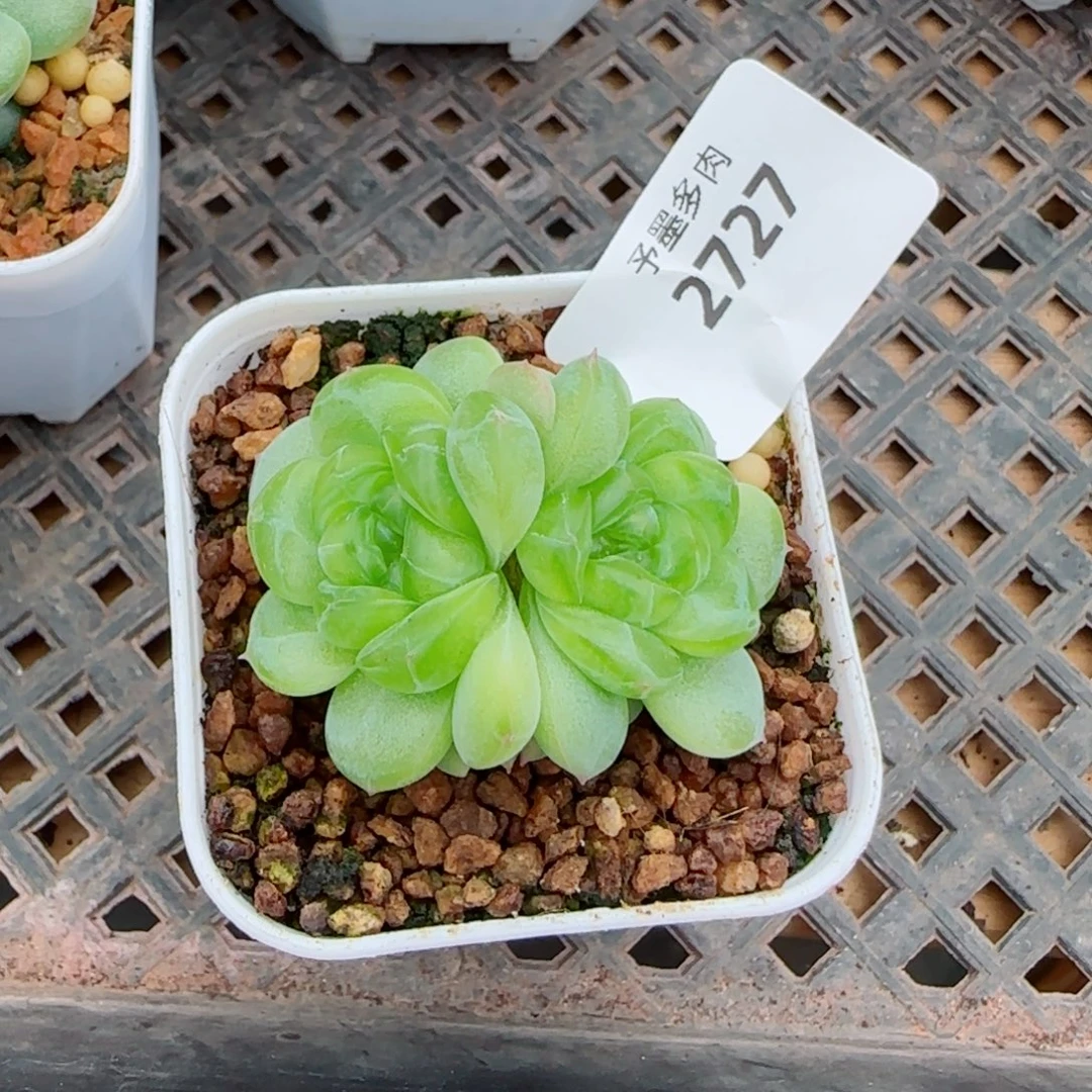 遥遥系列，2727多肉植物