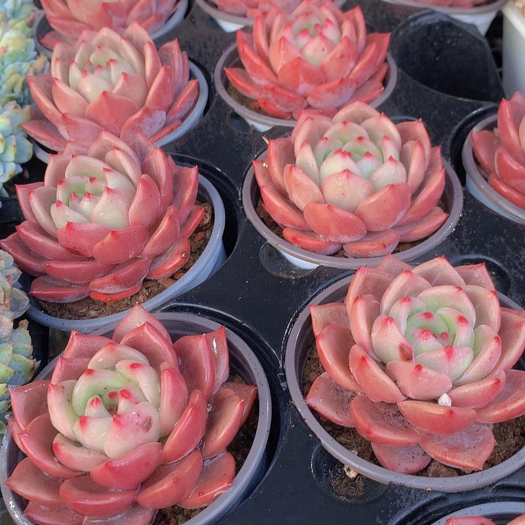 优选香槟4567789999000