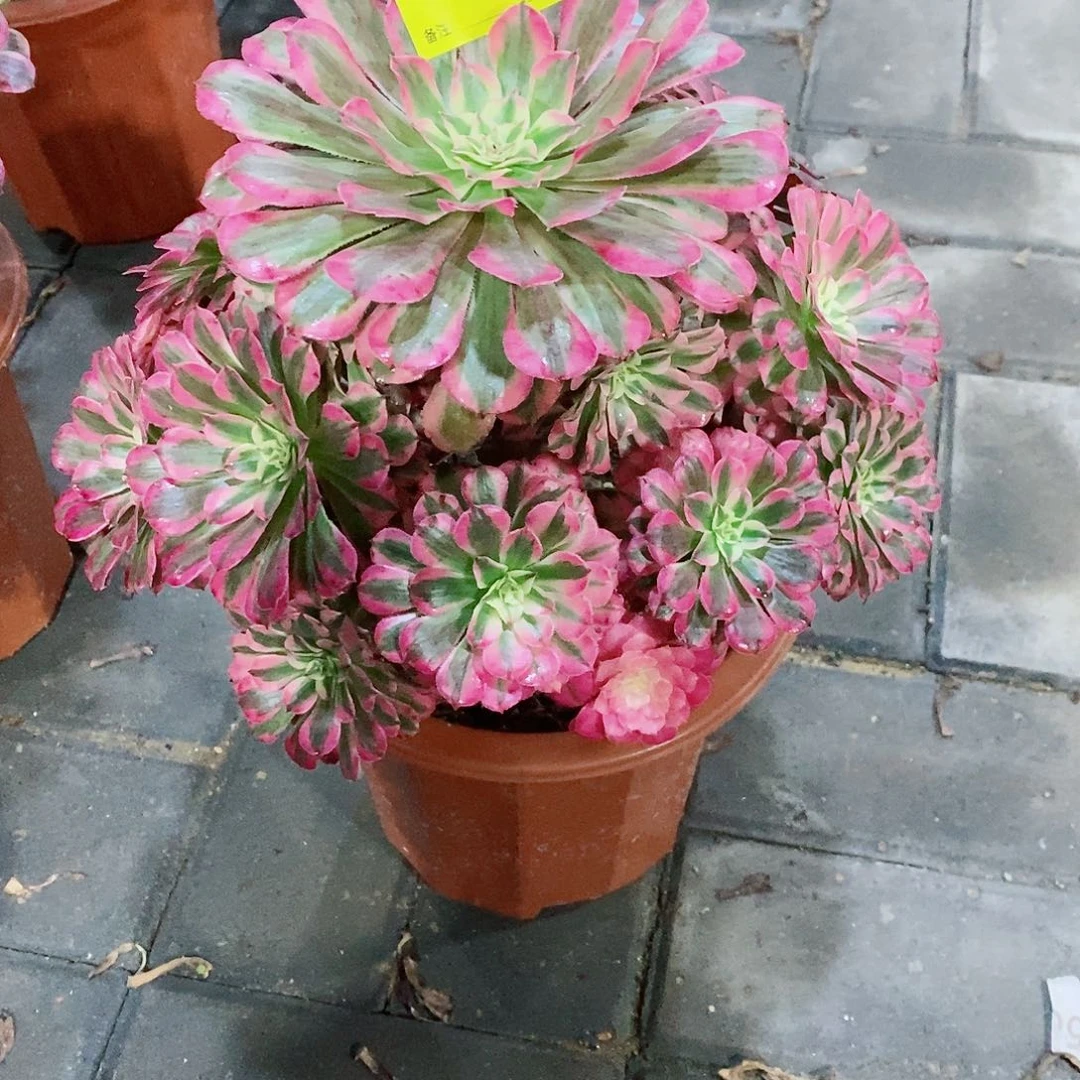 用***52红铜白423   冠幅26