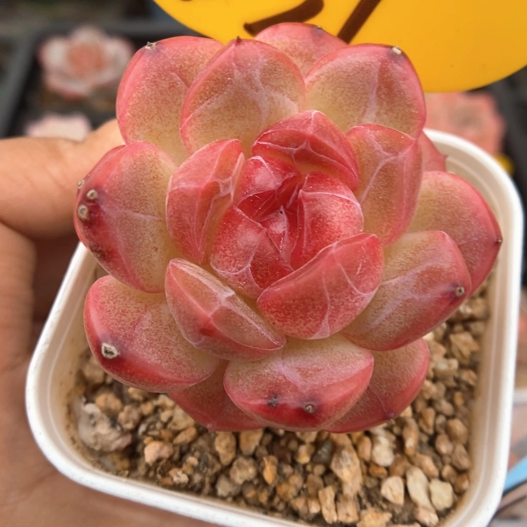 爱丽丝珍妮331号。