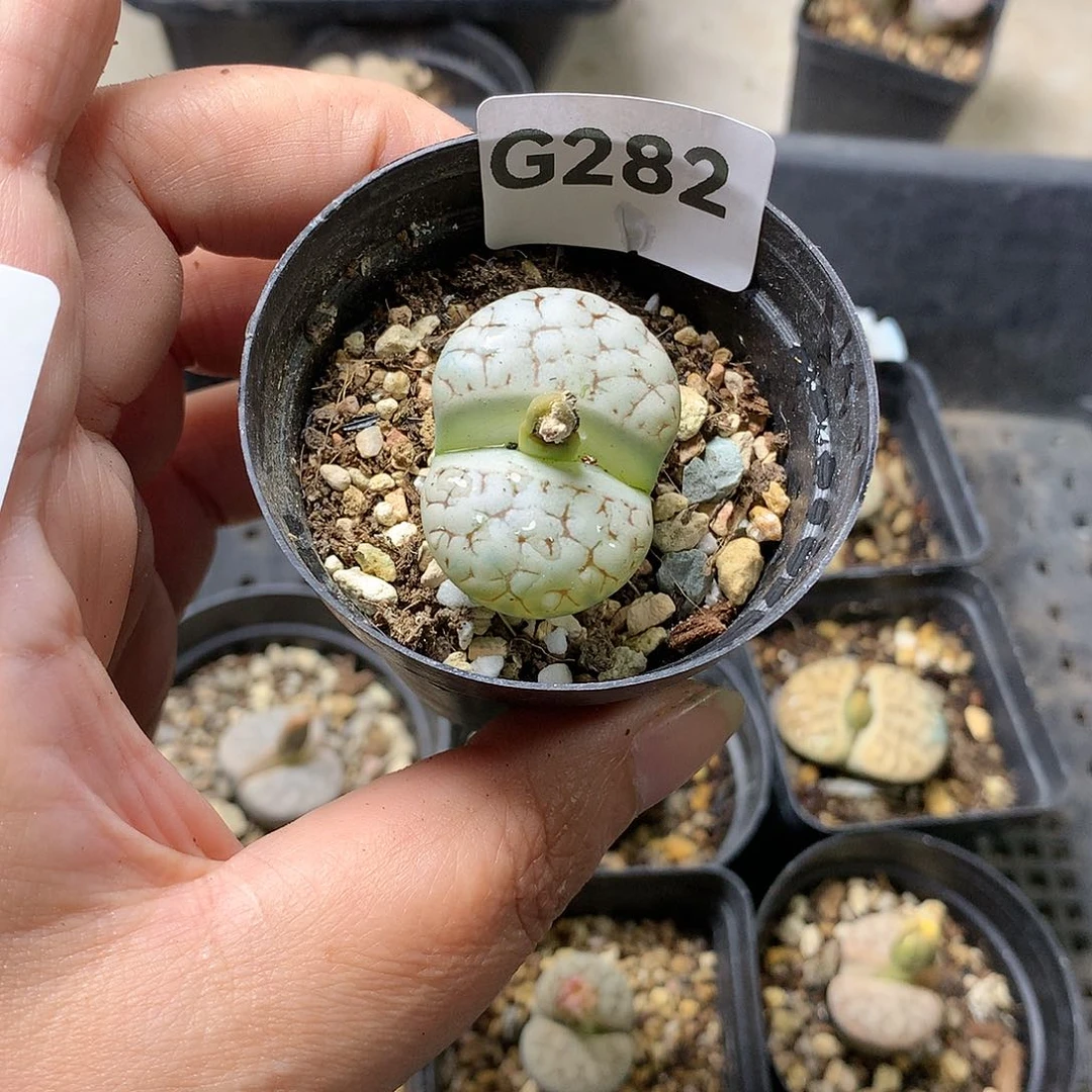 ?G282多肉植物保护