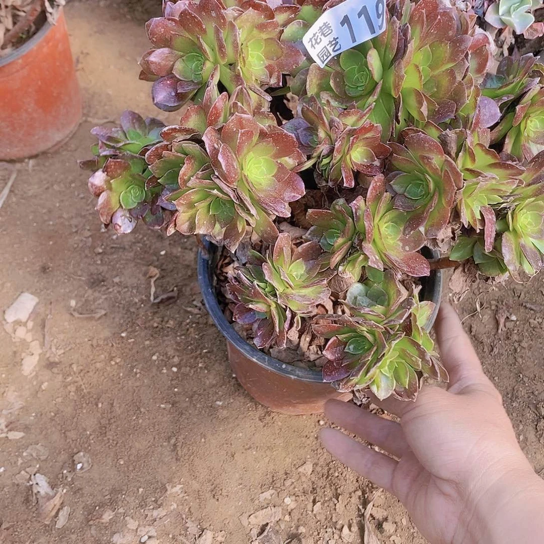 119 号一物一拍多肉植物