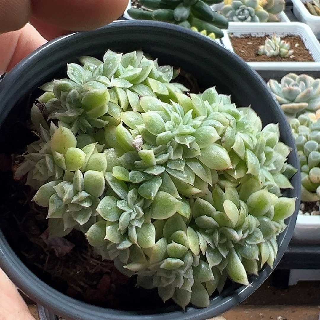玉珠东云锦缀化 小方花圃一单包邮非偏远