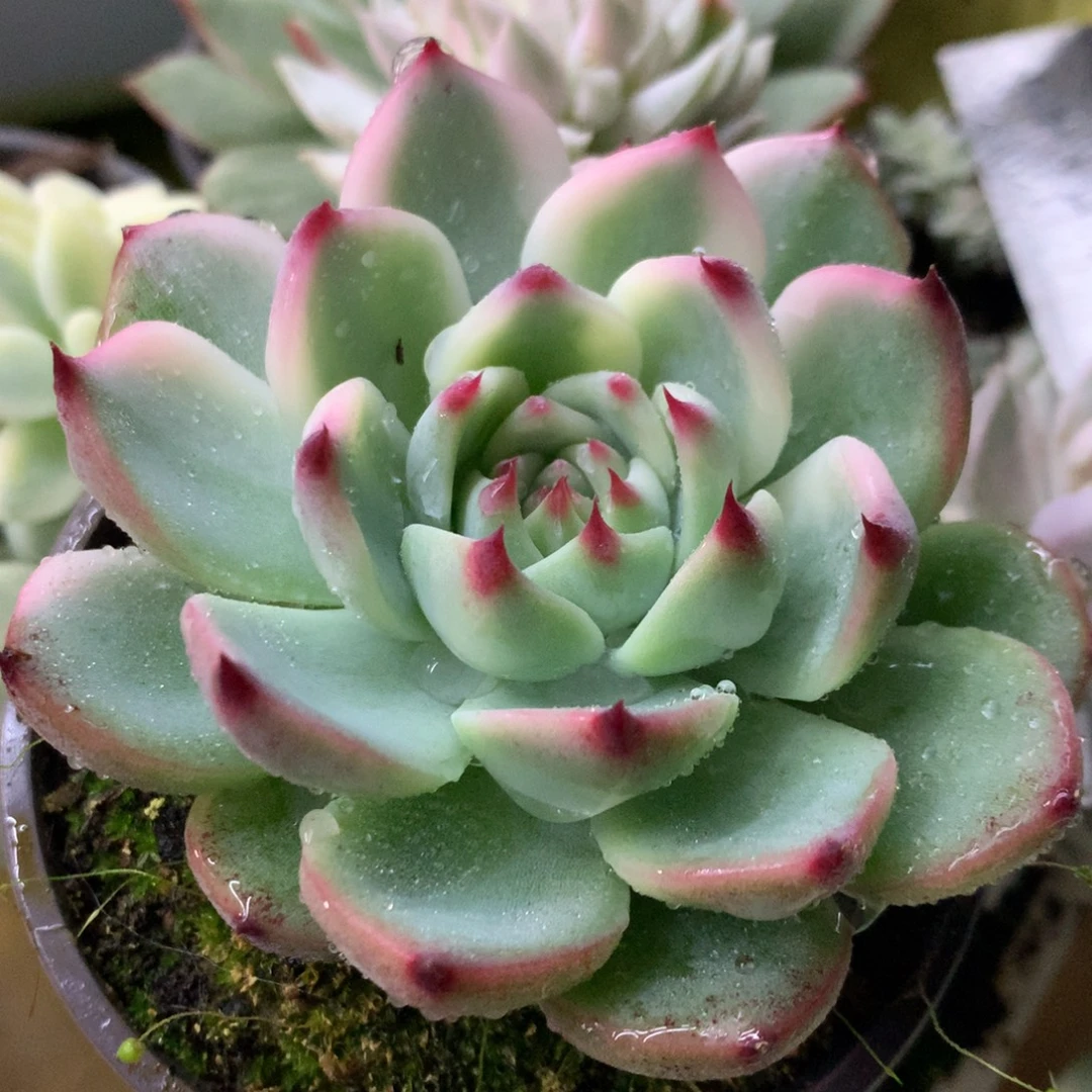 娃娃哈哈哈哈哈哈哈