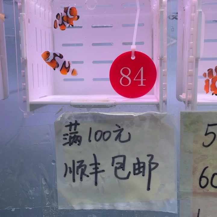 海水鱼精品毕加索2条3-4