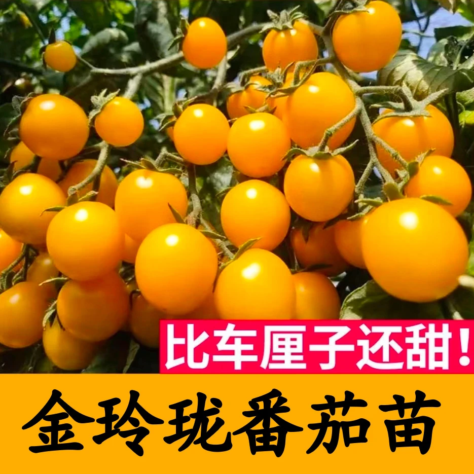 金玲珑番茄苗蔬菜苗西红柿苗四季高产开春福利寿光苗场带土发穴盘