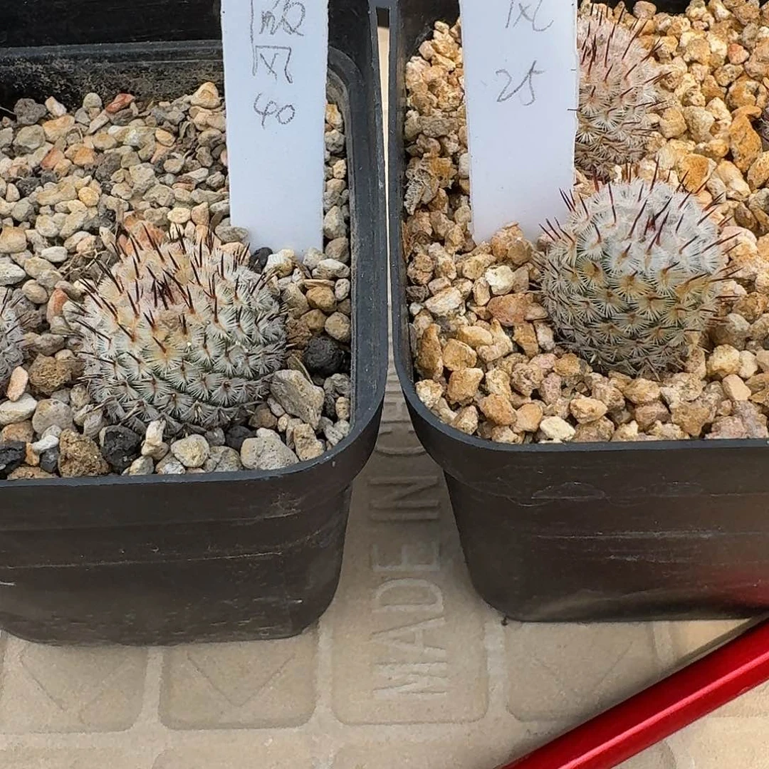 微*风花花花花花花花花花花