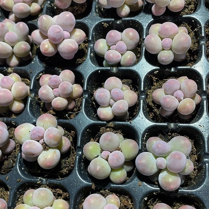 小汤圆1元带土发