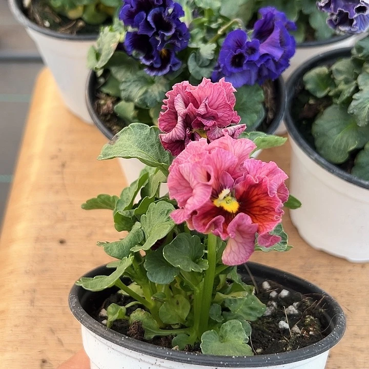 红陶抖音直播闪拍174