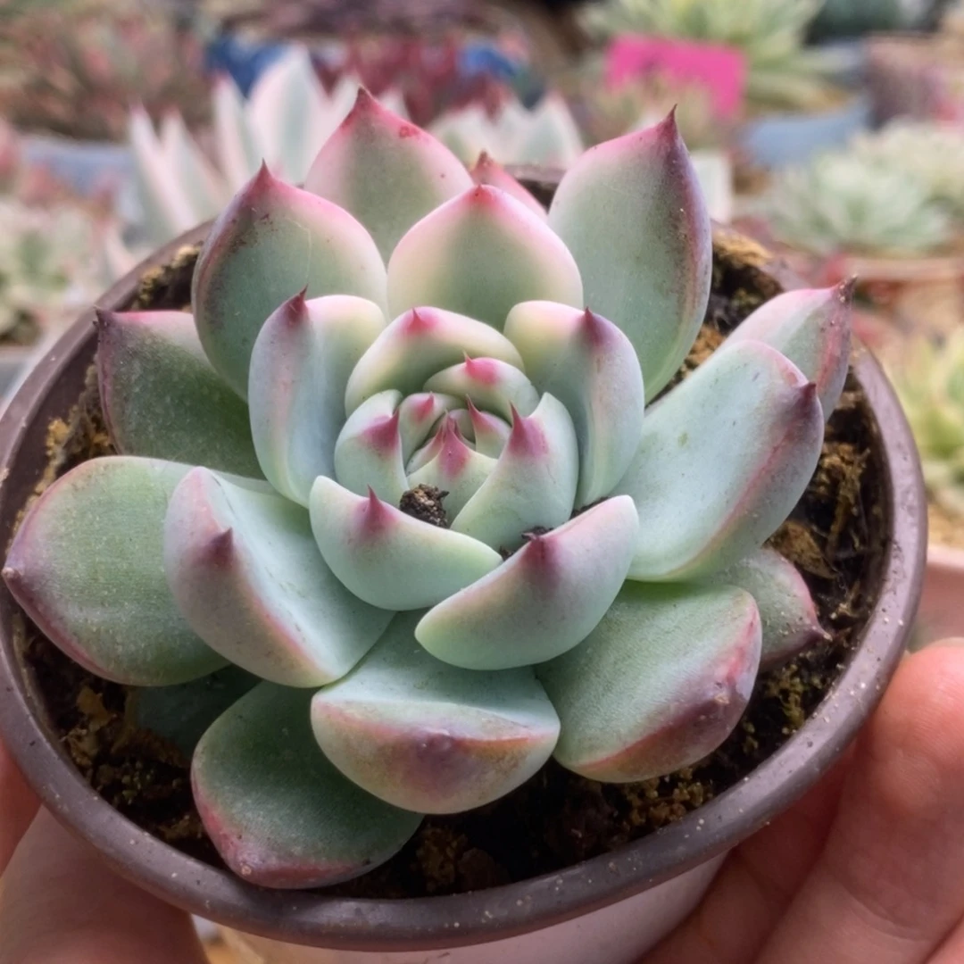 798锦锦锦锦锦锦锦锦