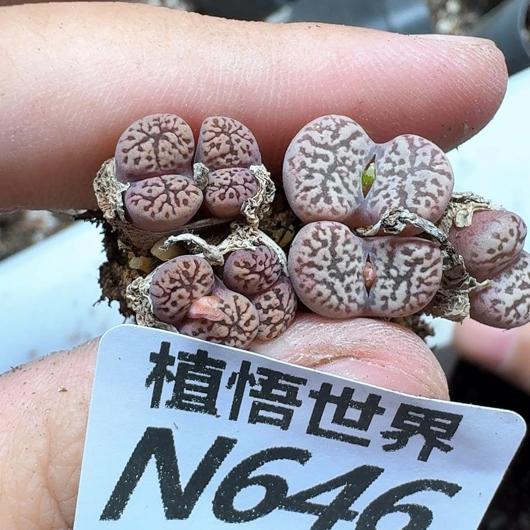 多肉植物的动作hj