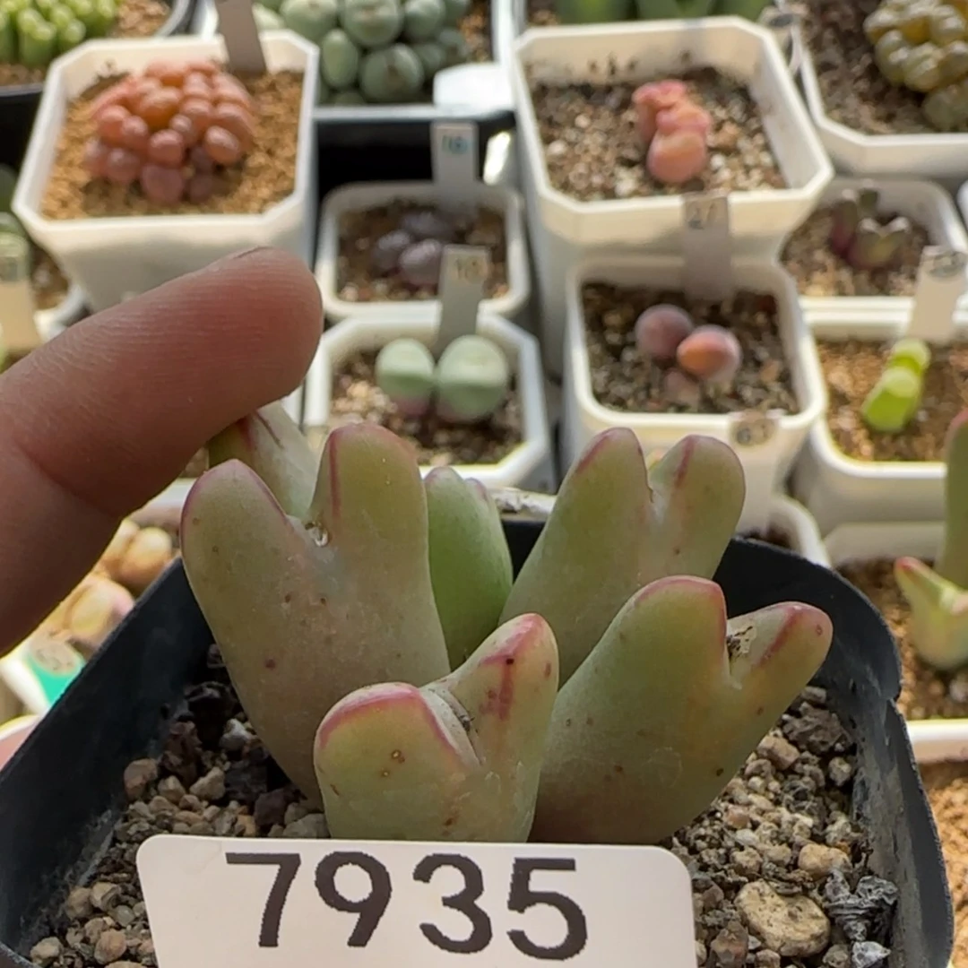 【闪购商品】小**菜7935