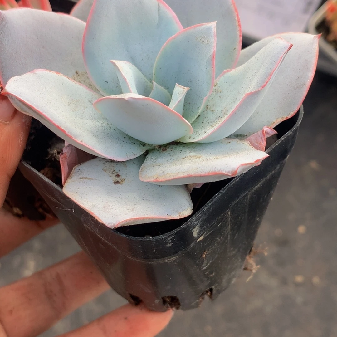 广寒宫。（不满9.99发叶子）