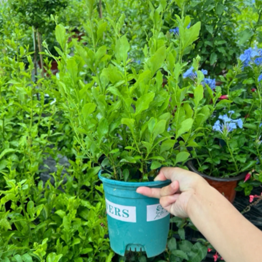 【蓝雪花】耐热易养护美观开花盆栽地栽蓝雪花基地直发