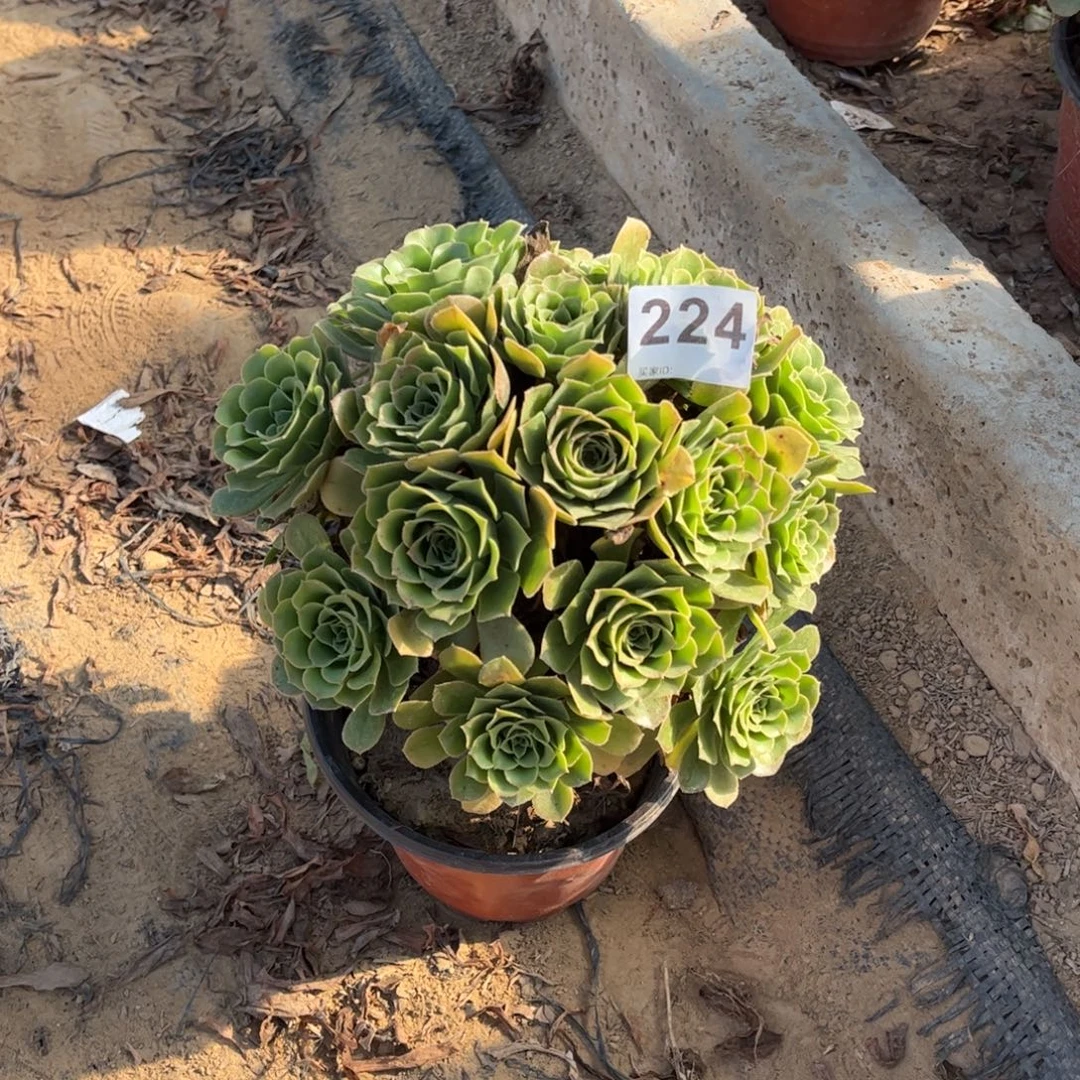 绿杨蓉224不包断枝