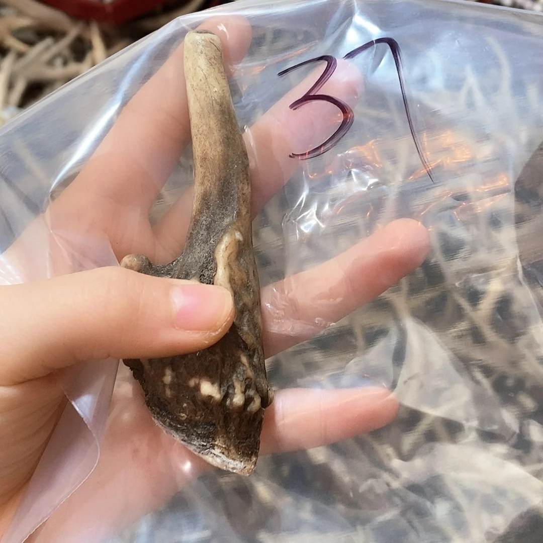 鹿角鹿角鹿角鹿角鹿