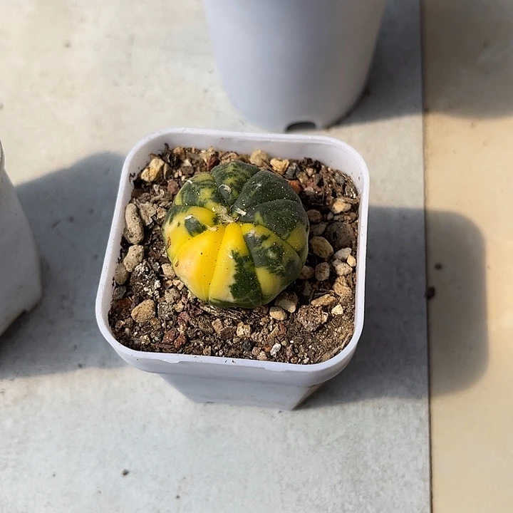 无花朵实生兜锦一物一拍