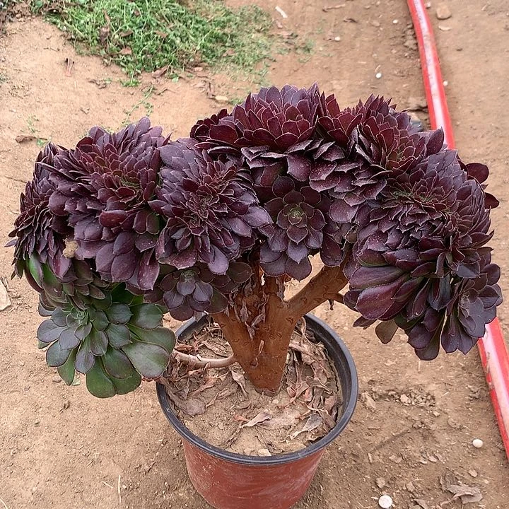 荷兰玫瑰缀多肉469