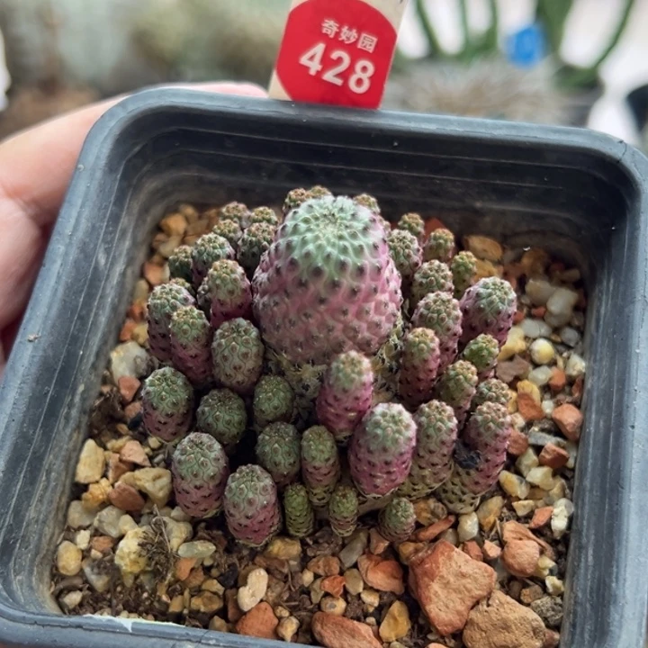 紫丽丸群一棵仙人球