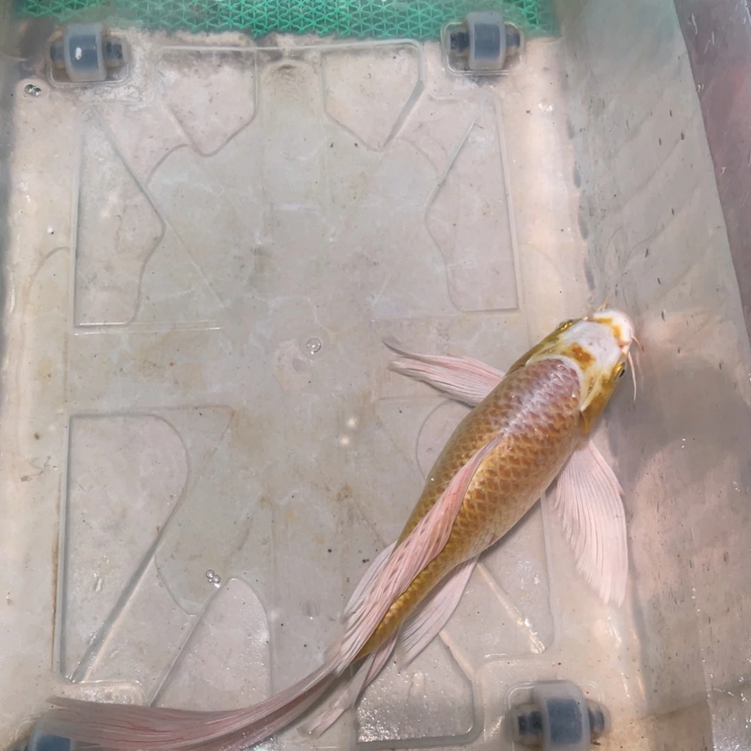 锦鲤锦鲤包邮包售后