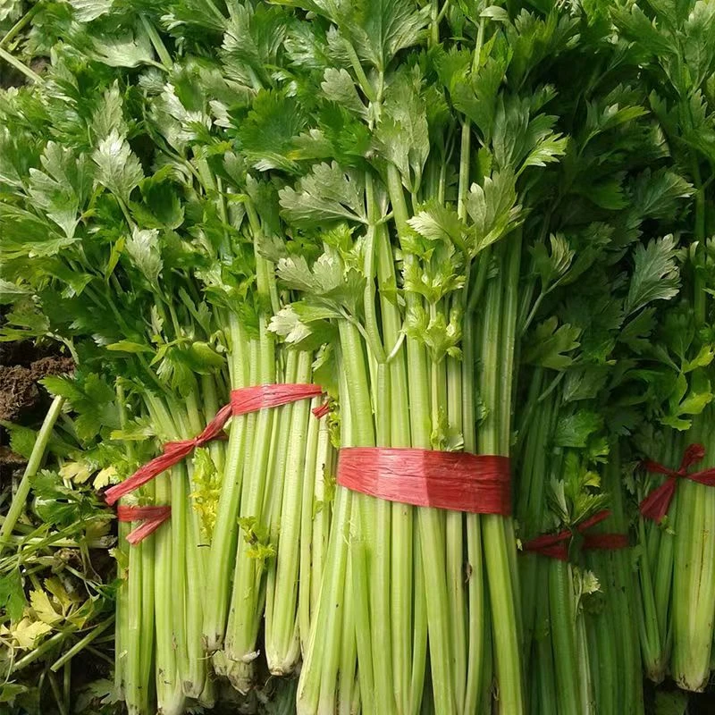 【小香芹种子】四季芹菜种子香味浓郁芹菜种子四季播种蔬菜