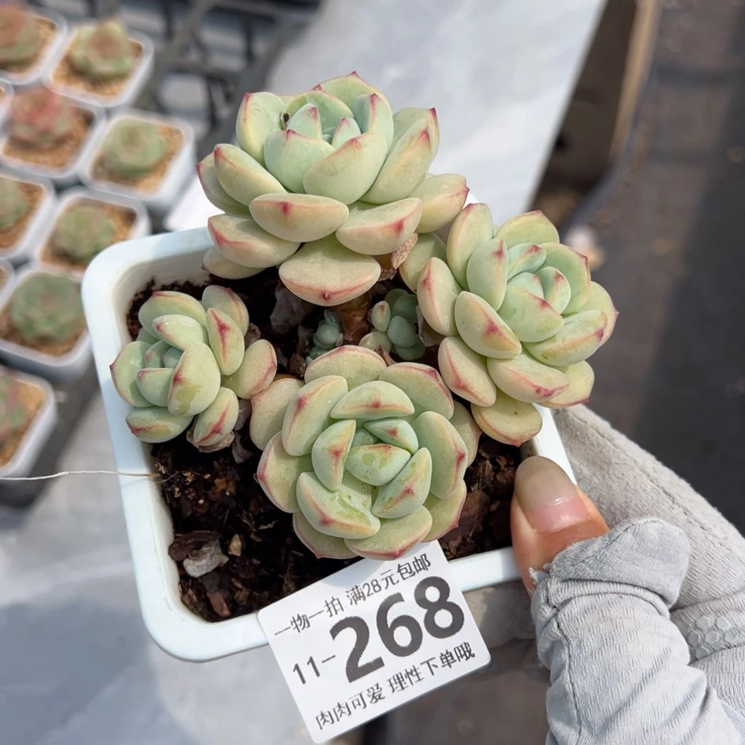 白底香草老桩多肉多肉多肉多肉