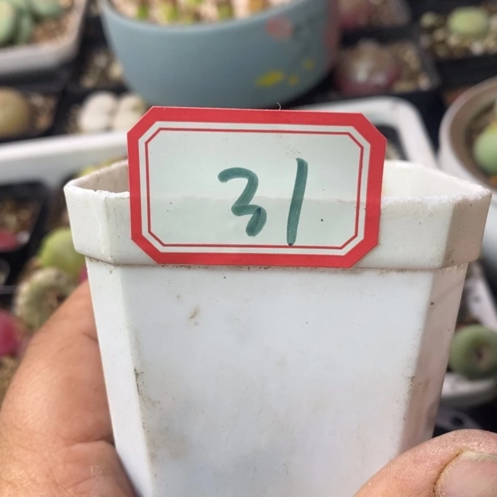 糖*266669969869999988