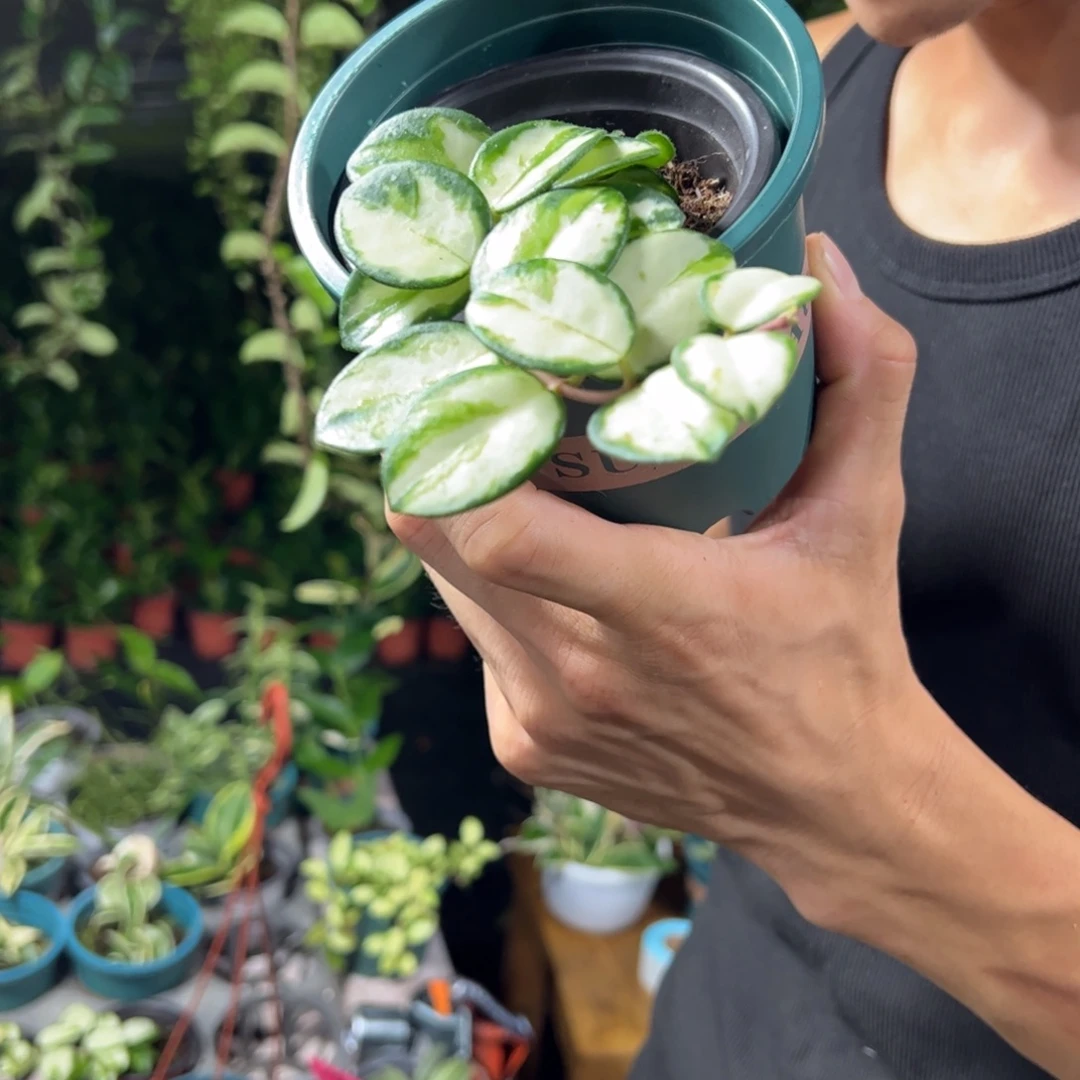 文***n无花朵杂匍内锦球兰