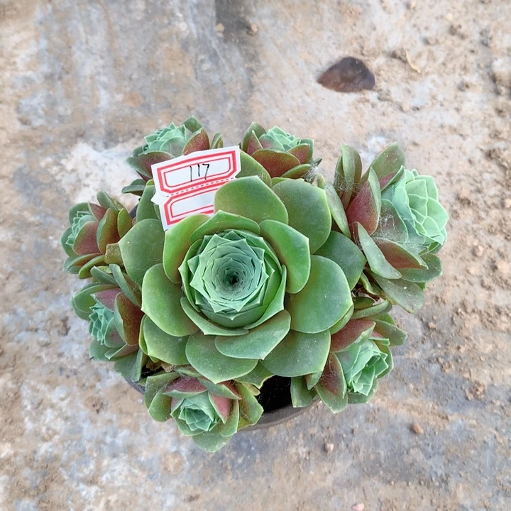 水蜜桃玫瑰多肉群的117