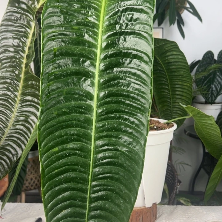 完全开放极密火鹤王母本