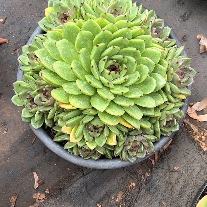 寄养多肉植物一物一拍