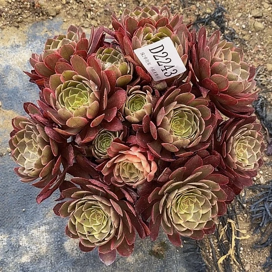 2243粉花妖多肉法师