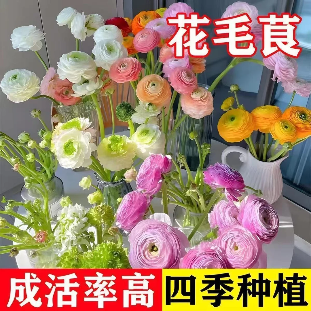 新疆包邮花毛茛洋牡丹花种球种子重瓣阳台盆栽四季开花花卉植物