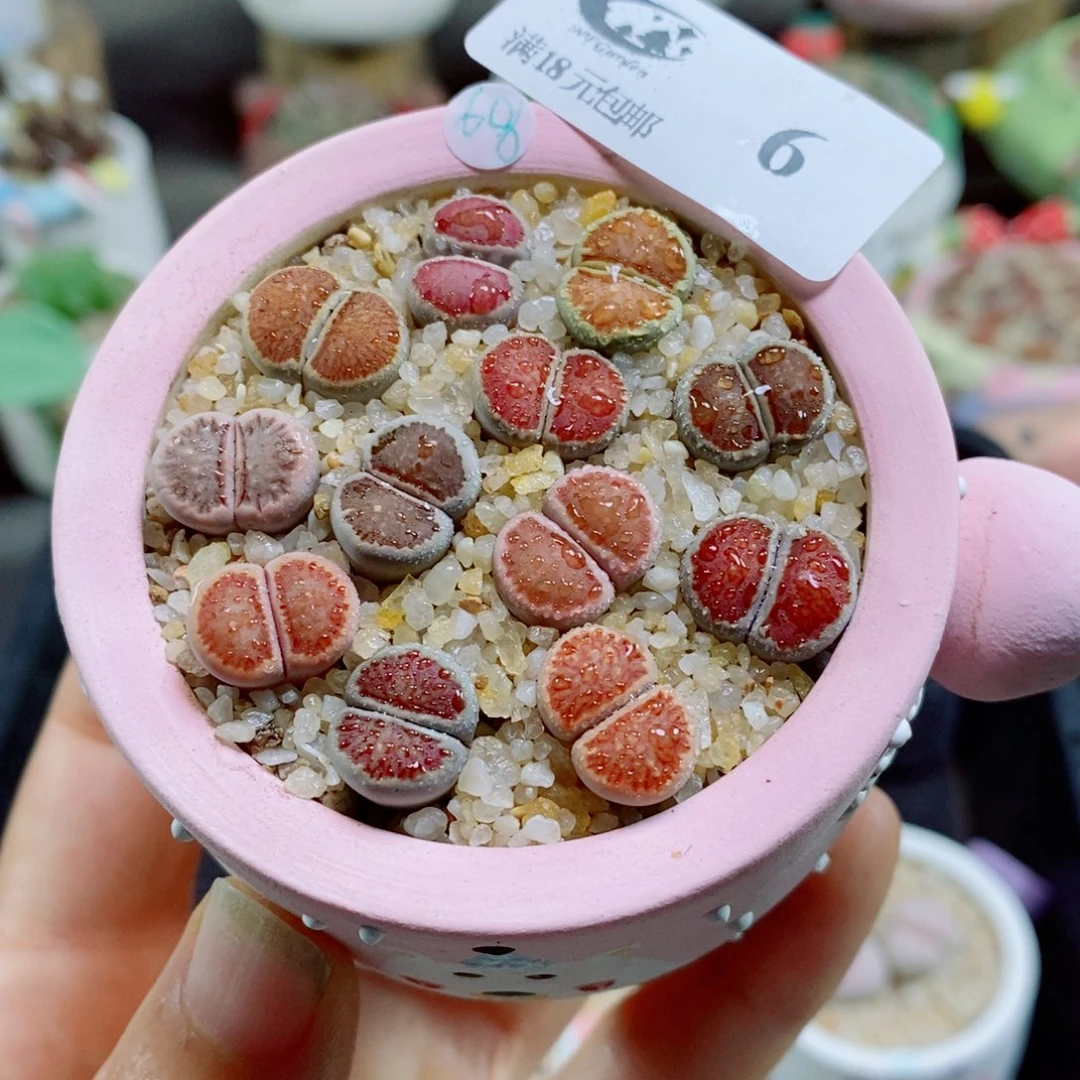 生石花花花花花花花花6