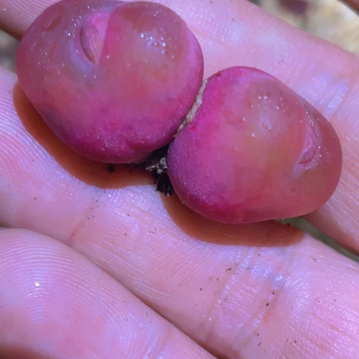 455866599965888788887