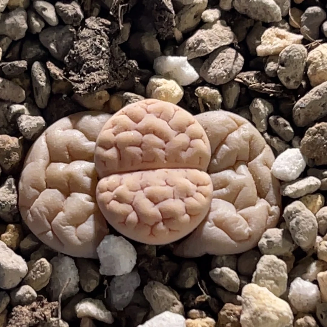 0028白底凹凸蛙哥189一颗