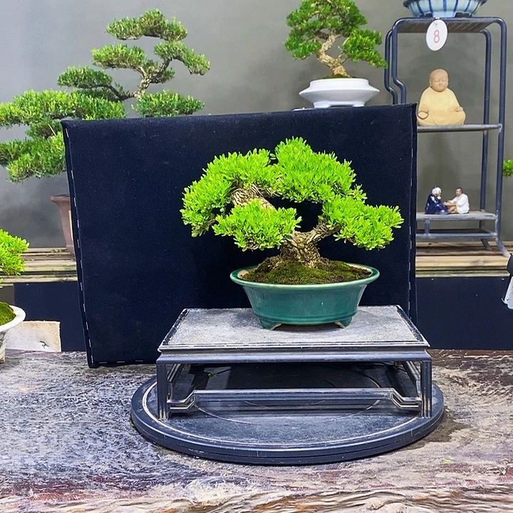 无花朵黄杨盆景四季常青