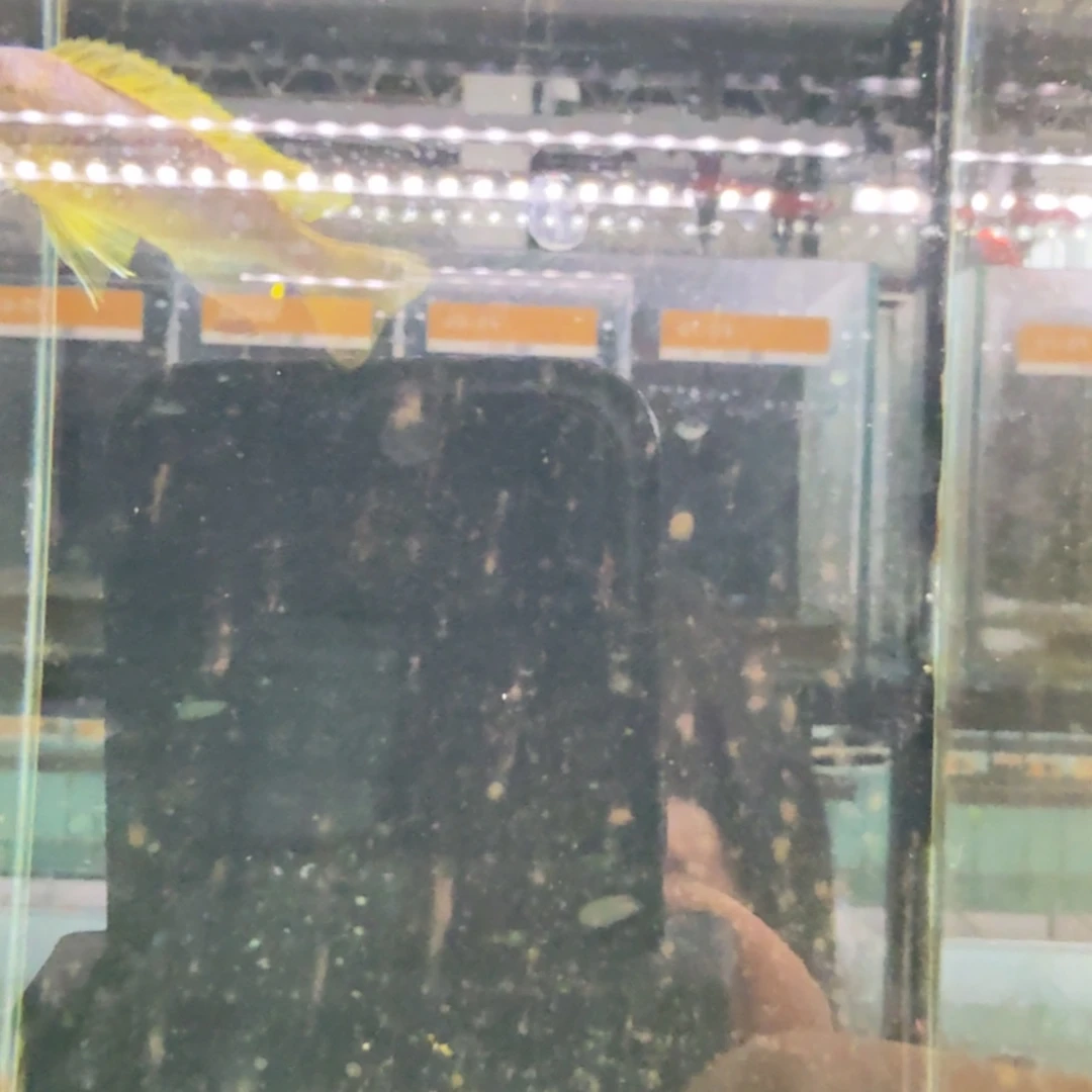 慈鲷381黎明天使。