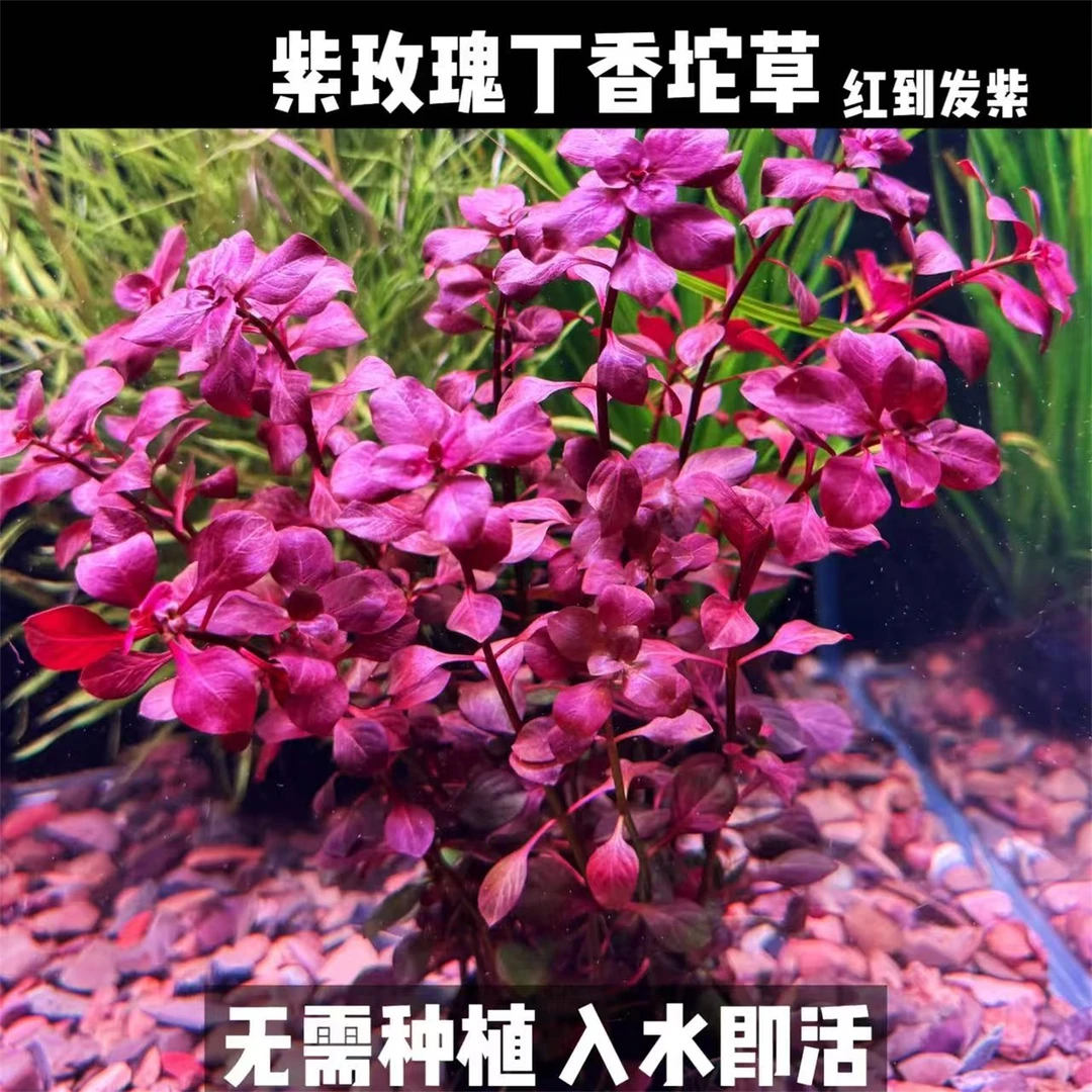 紫玫瑰丁香坨草新手懒人水草鱼缸造景好养耐活中后景草