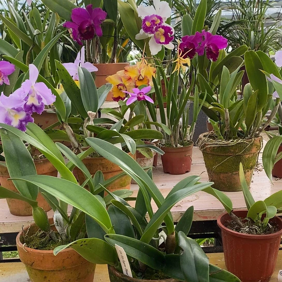 当前无花栽培后可以开花.迪克森