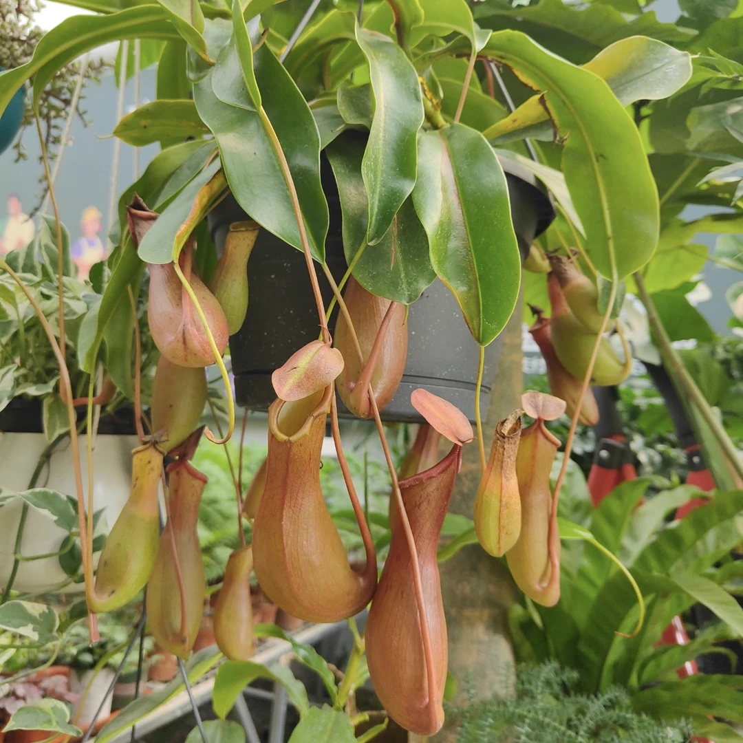 红领猪笼草盆栽植物家居C位绿植耐热喜潮湿环境室内外绿植