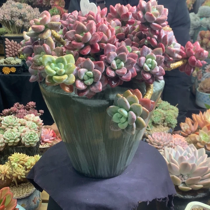 红洛神含盆啊啊啊啊啊