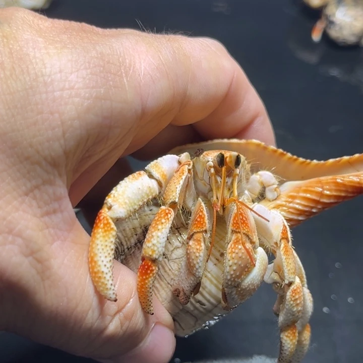 闪3号毛球2.4口径