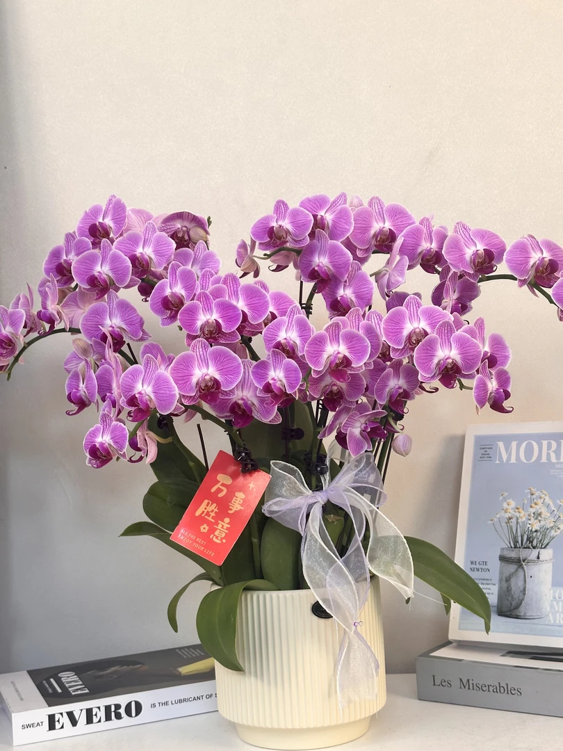 蝴蝶兰 【缤纷安妮】真花秋冬耐寒花卉四季开花 花苞较少多样性发货